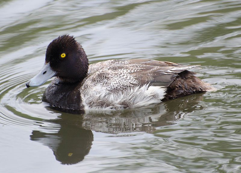 Lesser_scaup__12