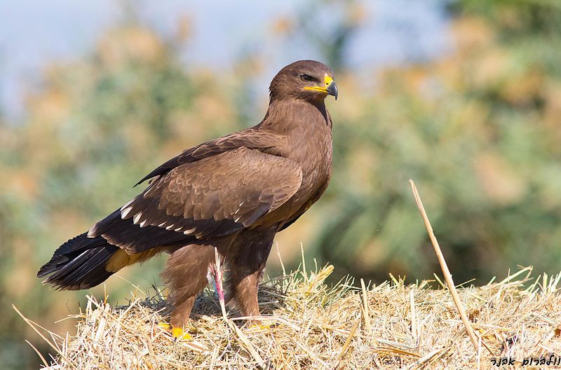 Lesser_spotted_eagle__15