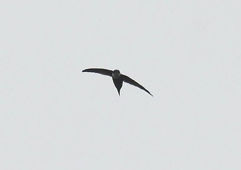 Lesser_swallow-tailed_swift__17