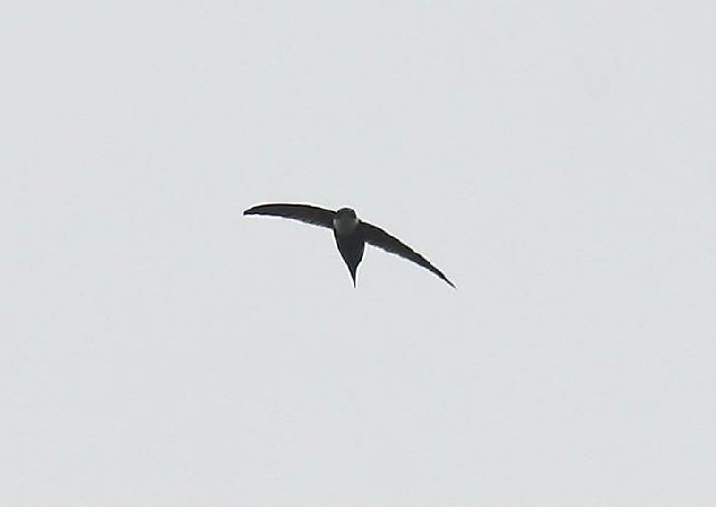 Lesser_swallow-tailed_swift__9