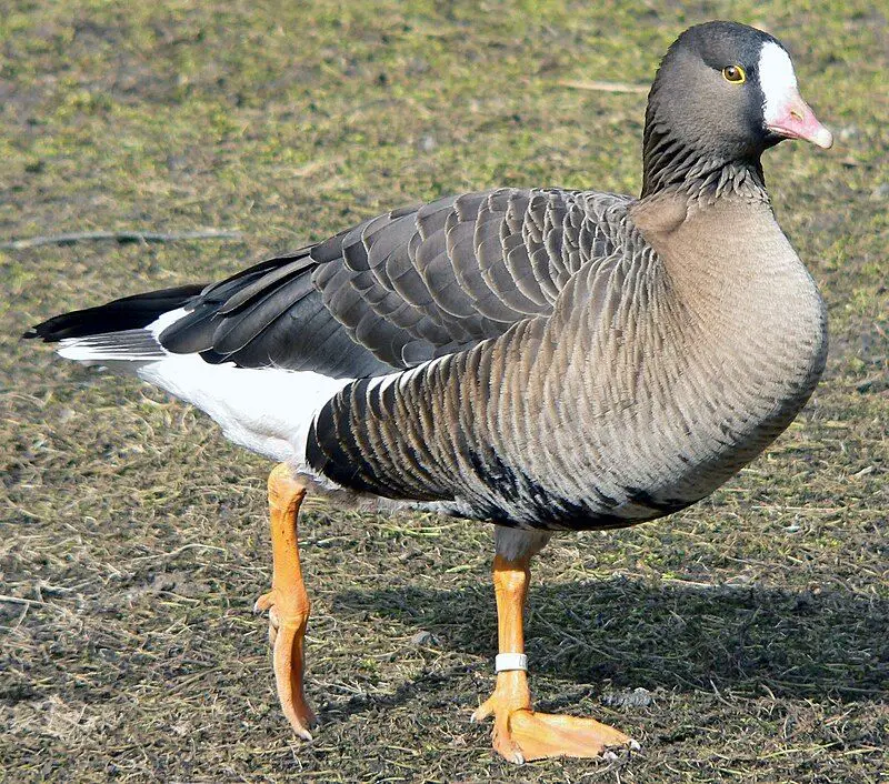 Lesser_white-fronted_goose__22