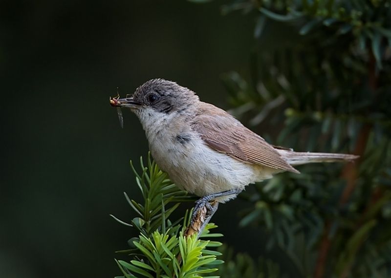 Lesser_whitethroat__7