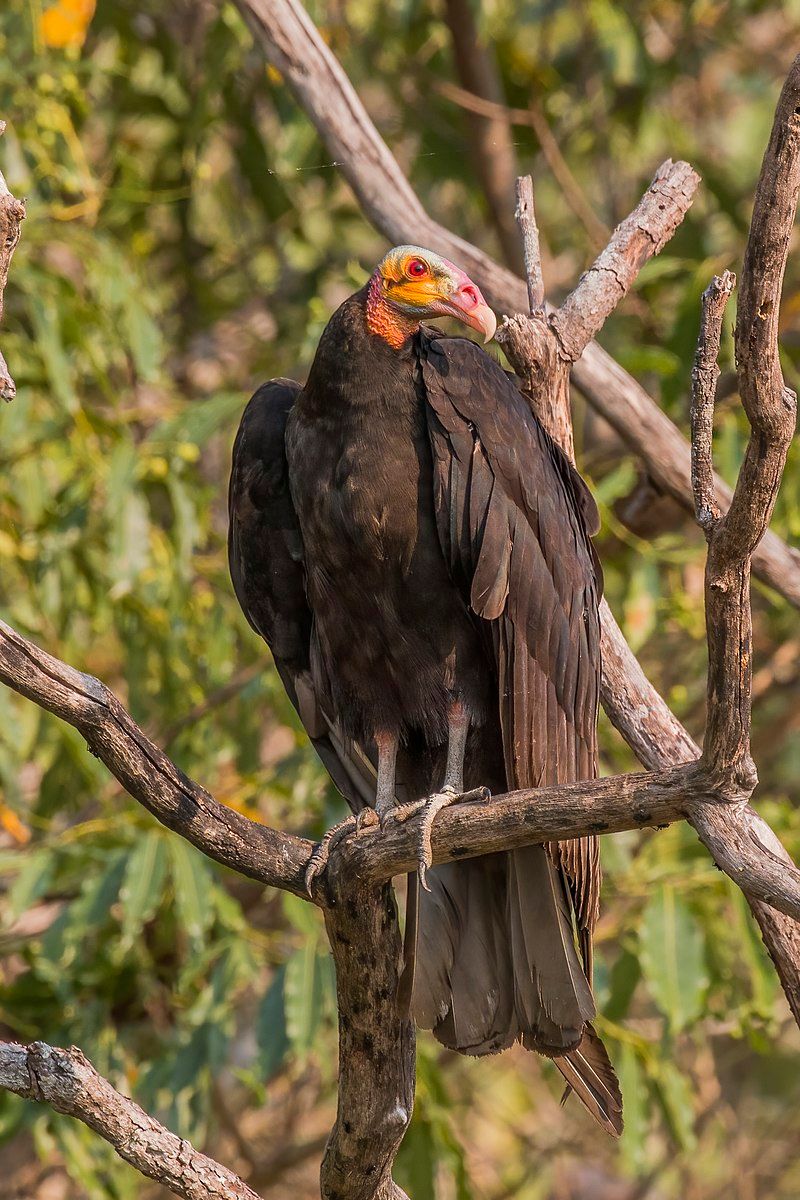 Lesser_yellow-headed_vulture__9