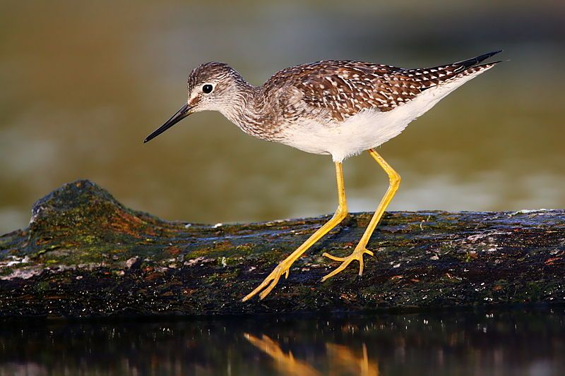 Lesser_yellowlegs__24