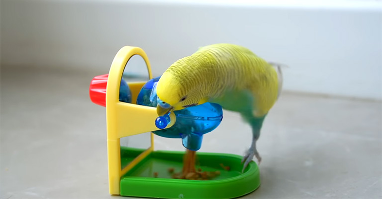 Let Your Bird Out Of The Cage For Exercise