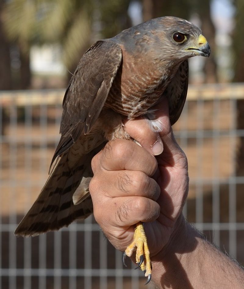 Levant_sparrowhawk__11