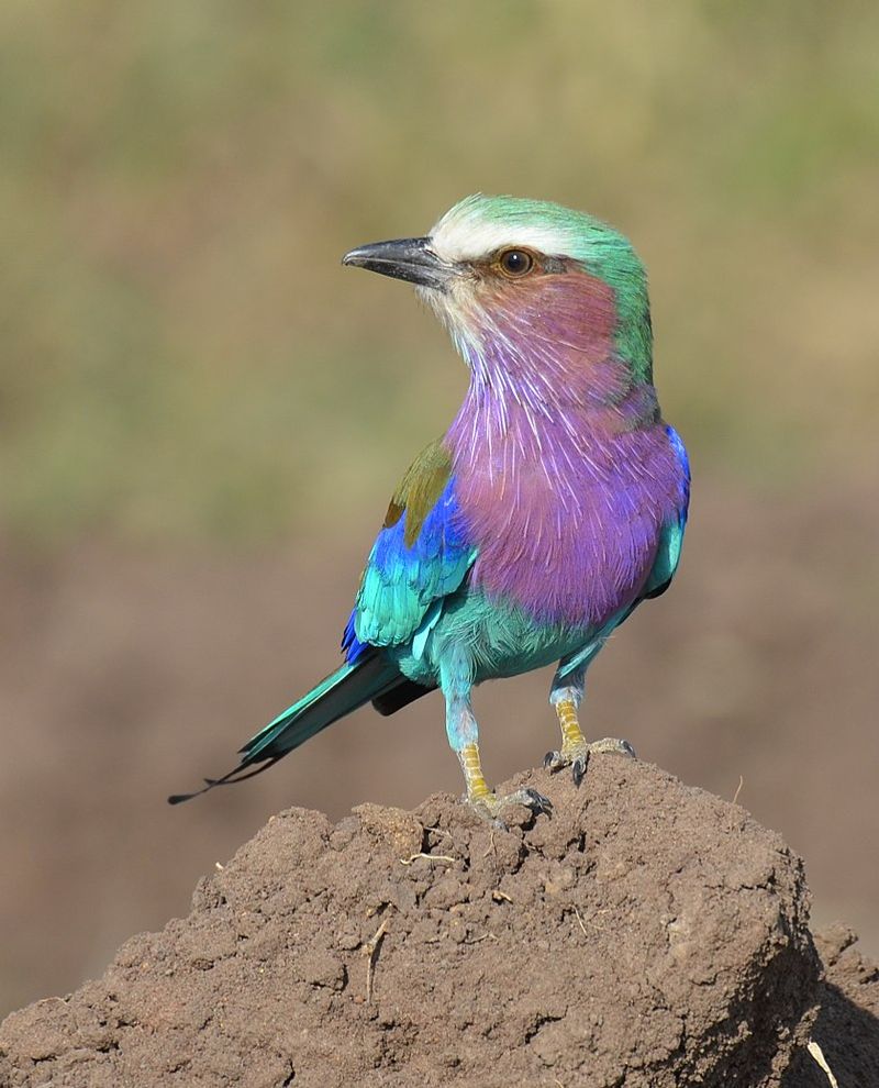 Lilac-breasted_roller__7