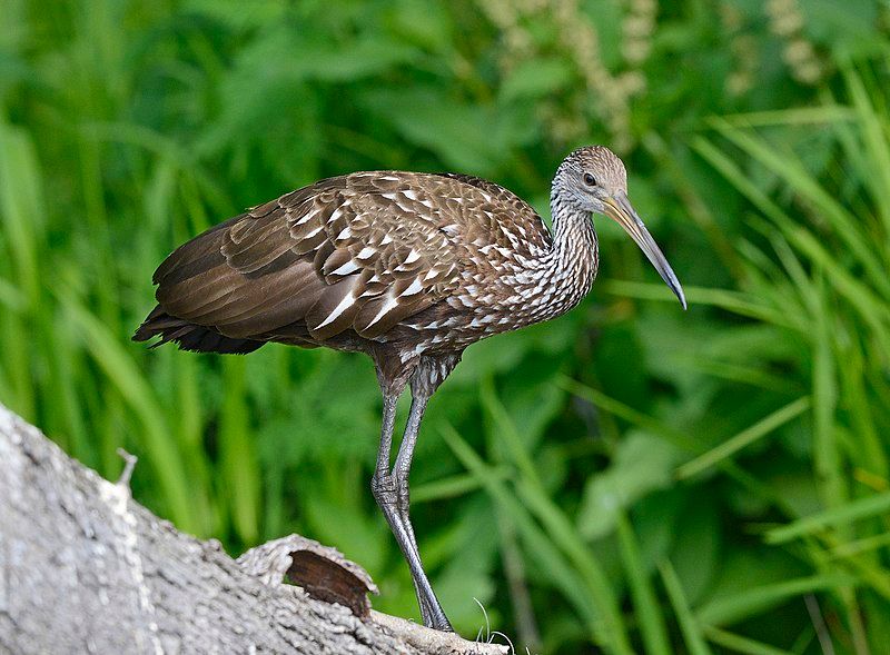 Limpkin__10