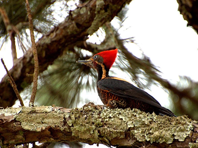 Lineated_woodpecker__5