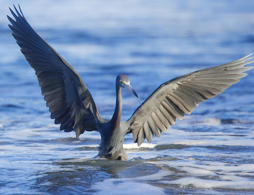 Little Blue Heron