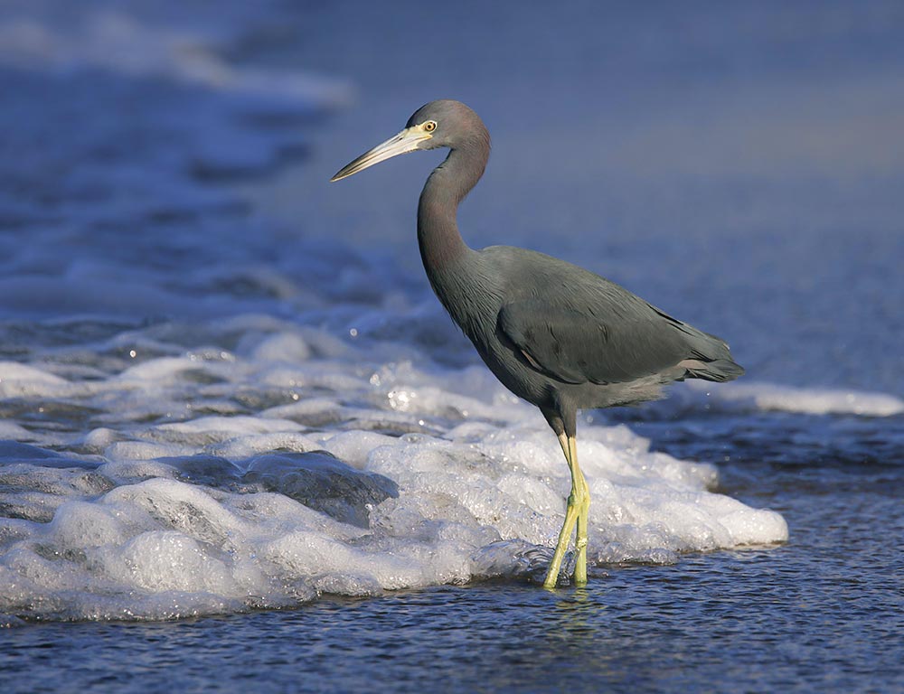 Little Blue Heron