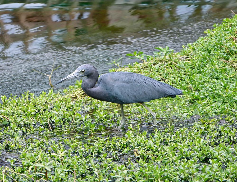 Little Blue Heron