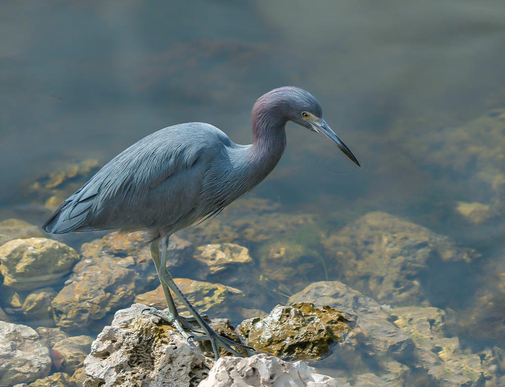 Little Blue Heron