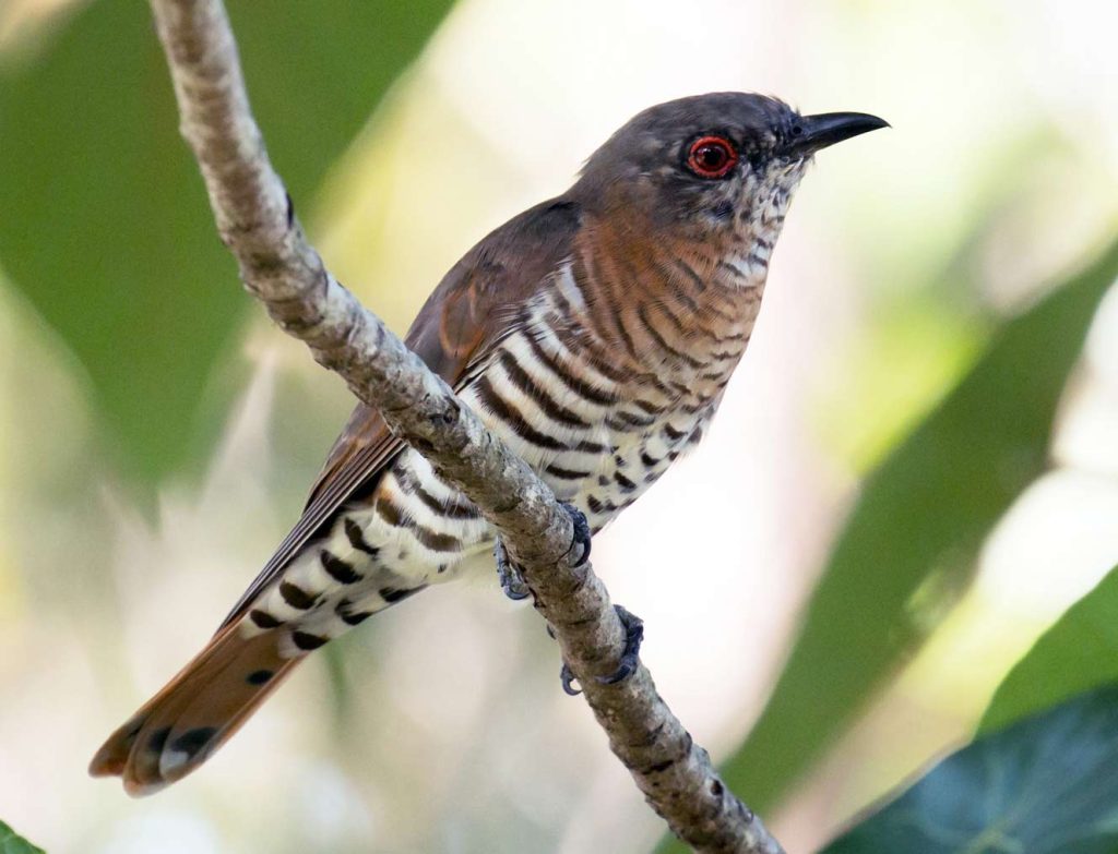 Little bronze cuckoo