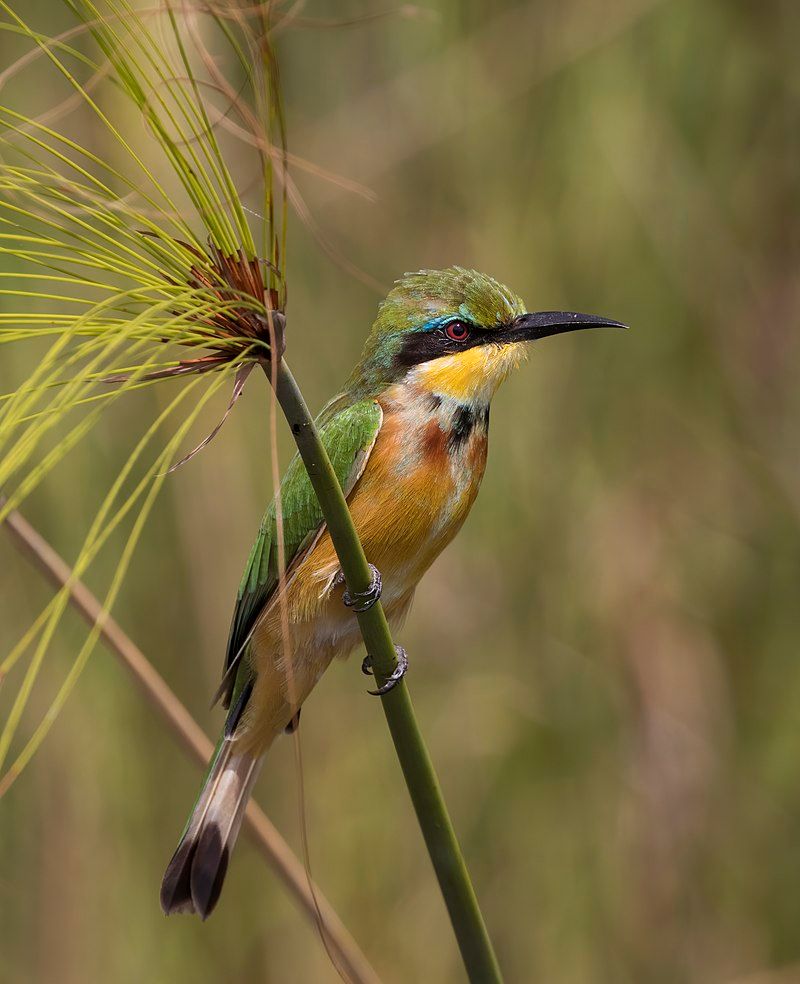 Little_bee-eater__31