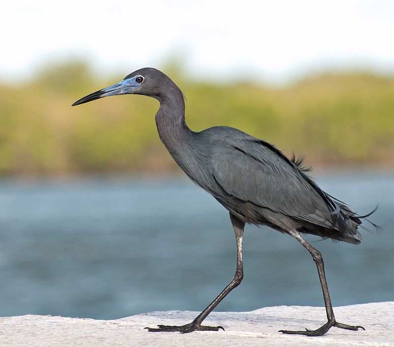 Little_blue_heron__11