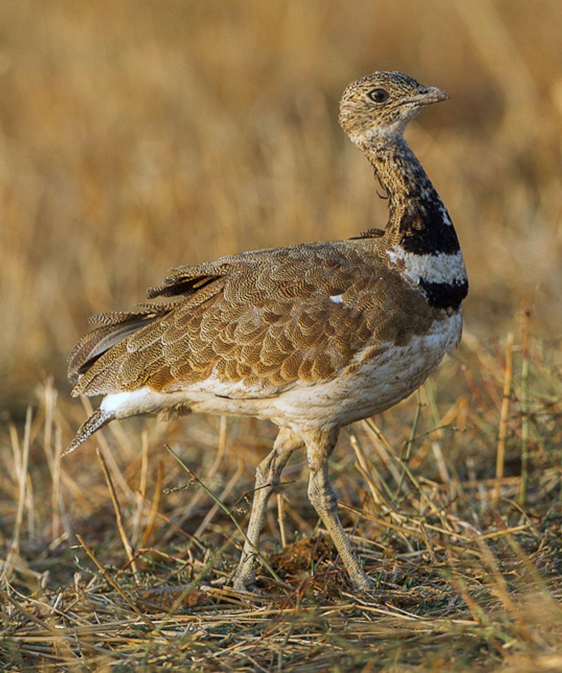 Little_bustard__3