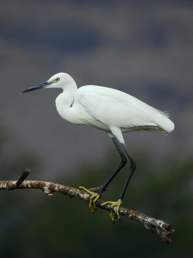 Little_egret__10