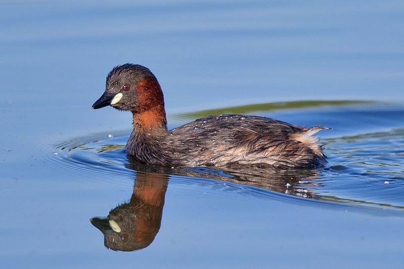 Little_grebe__2