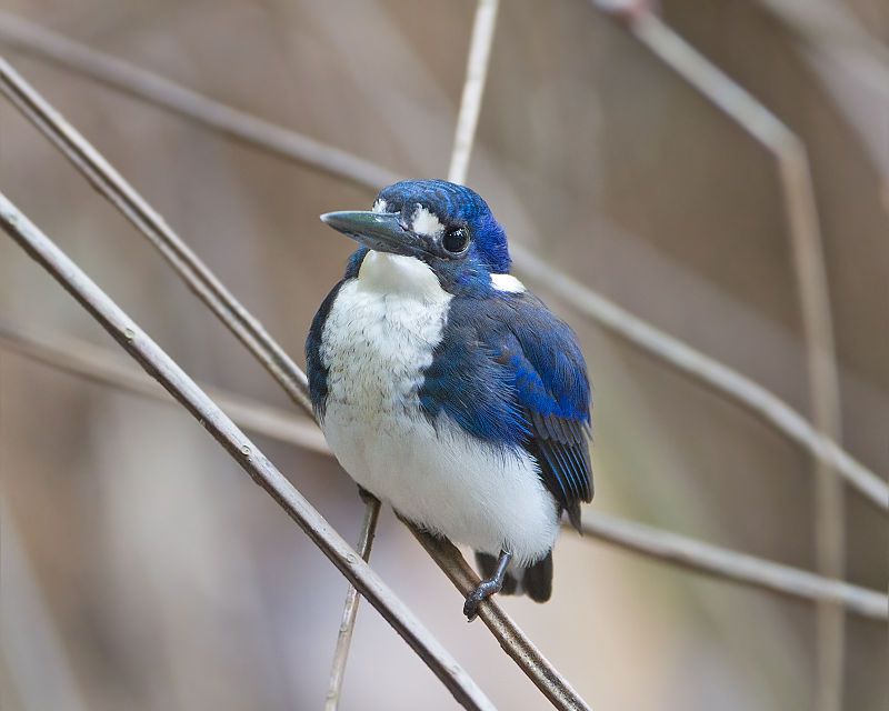 Little_kingfisher__7