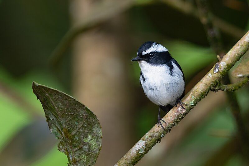 Little_pied_flycatcher__5