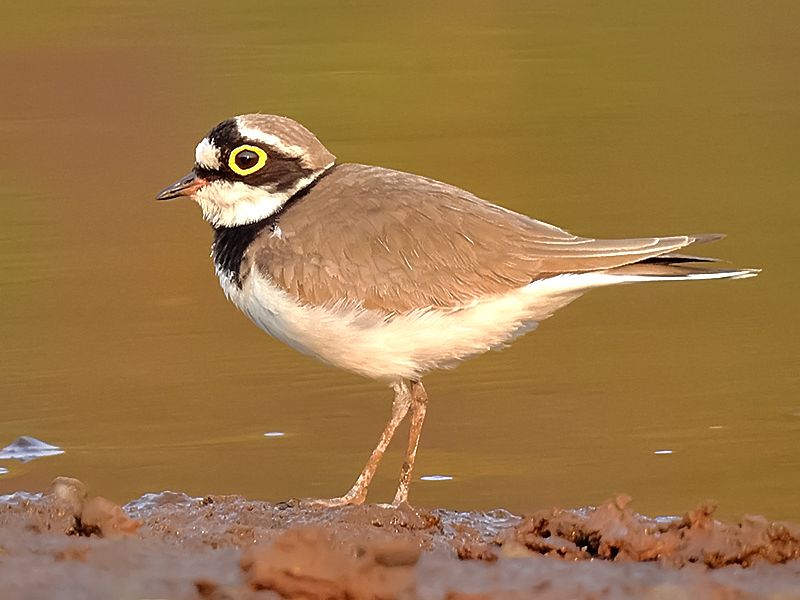 Little_ringed_plover__4