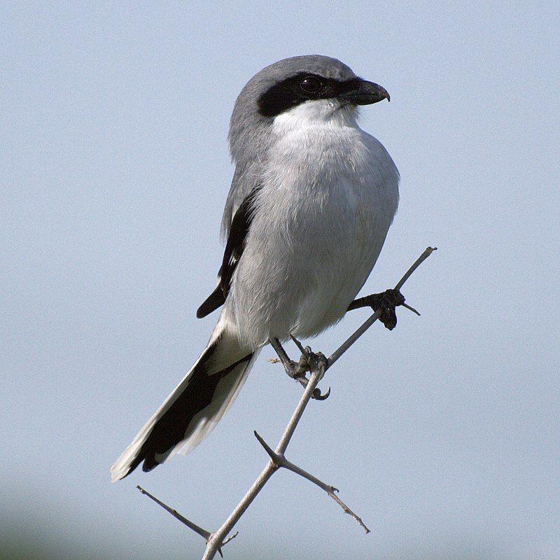 Loggerhead_shrike__23