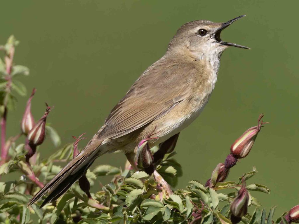 Long-Billed Bush Warbler