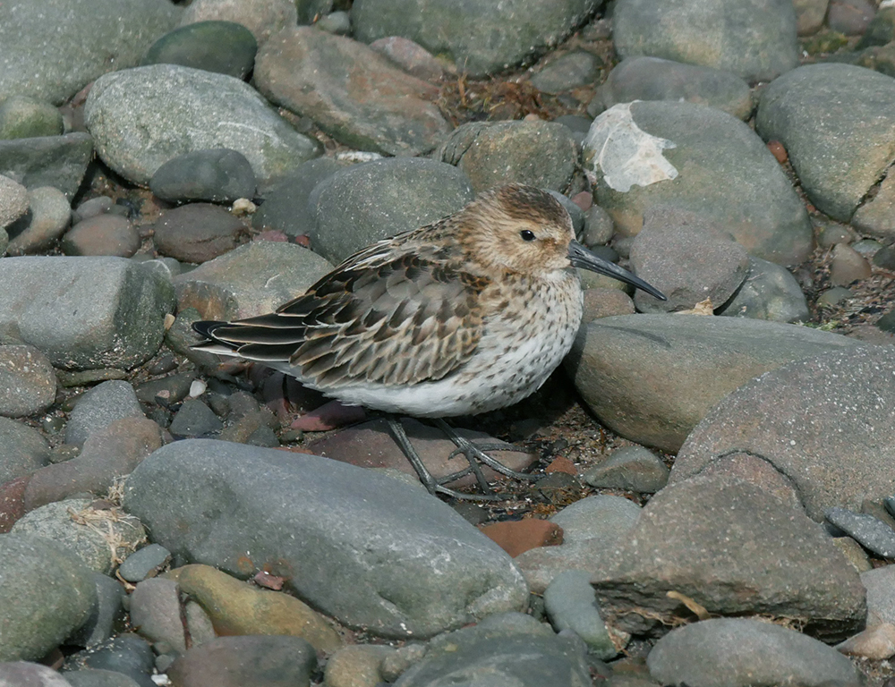 Long-Billed Plover