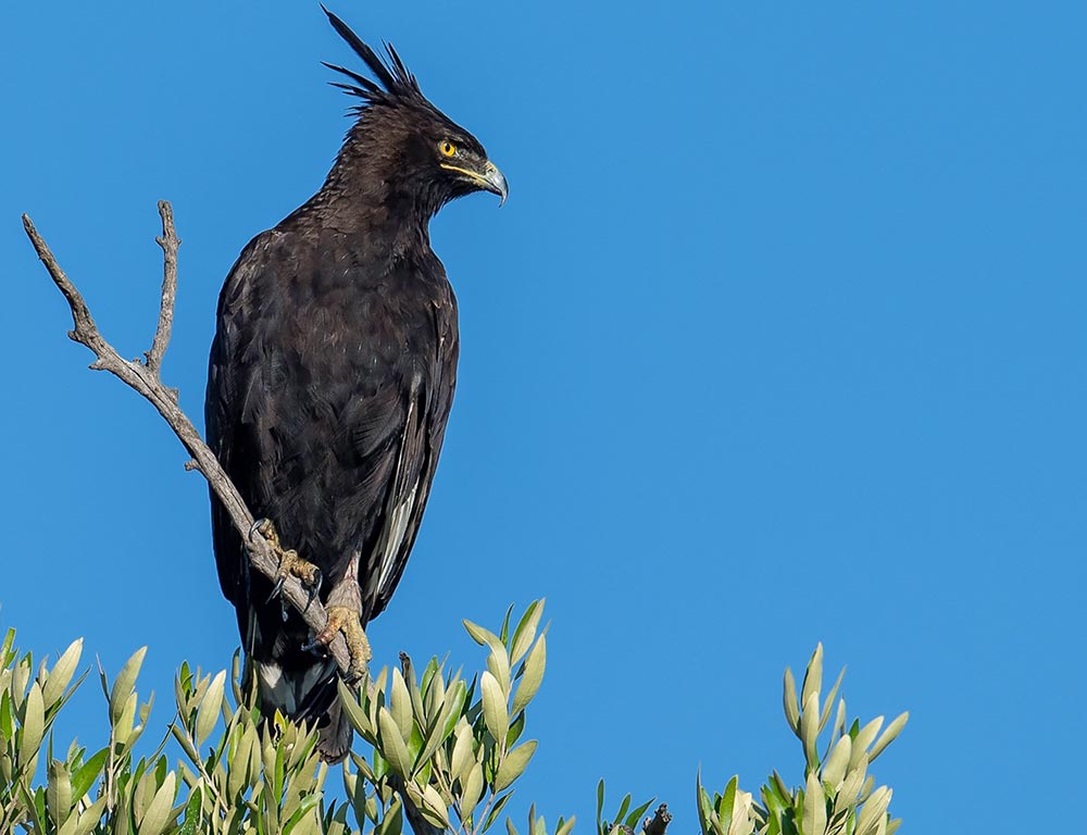 Long-Crested Eagle