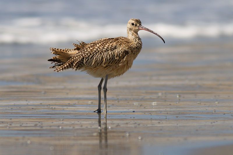 Long-billed_curlew__12