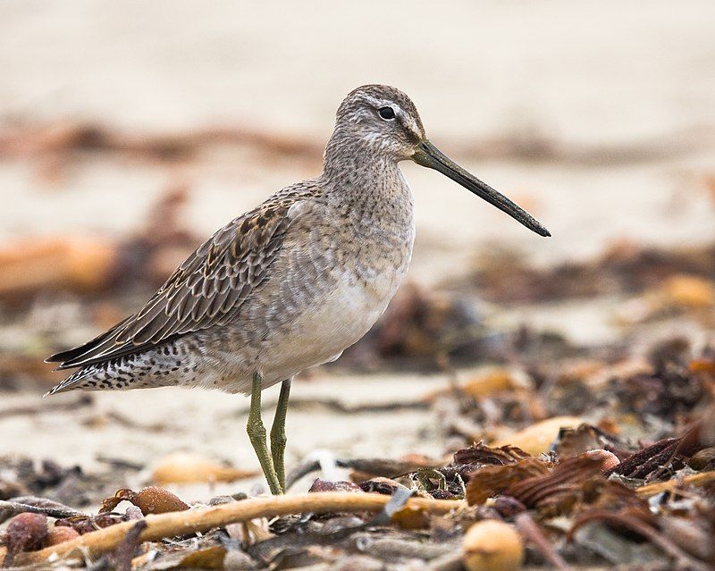 Long-billed_dowitcher__24