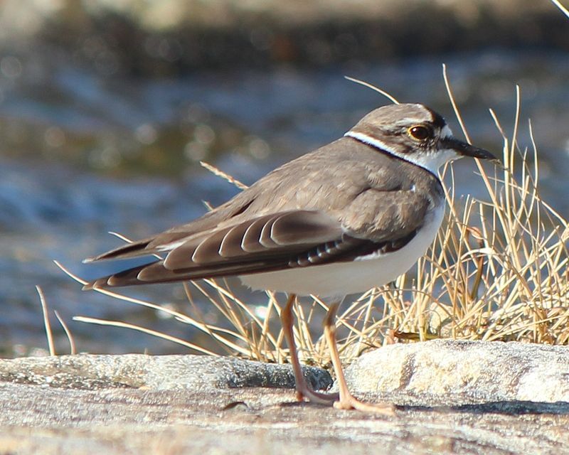 Long-billed_plover__11