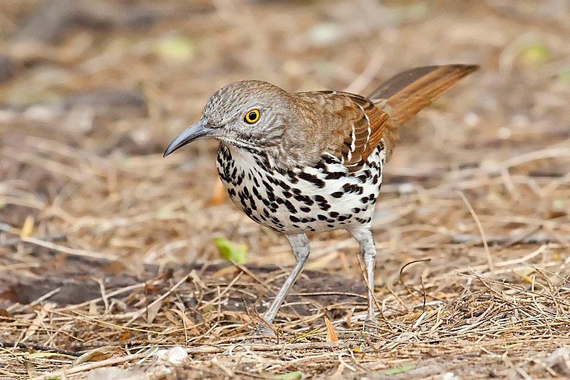 Long-billed_thrasher__11