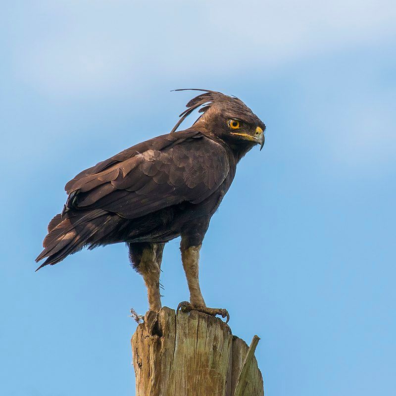 Long-crested_eagle__5