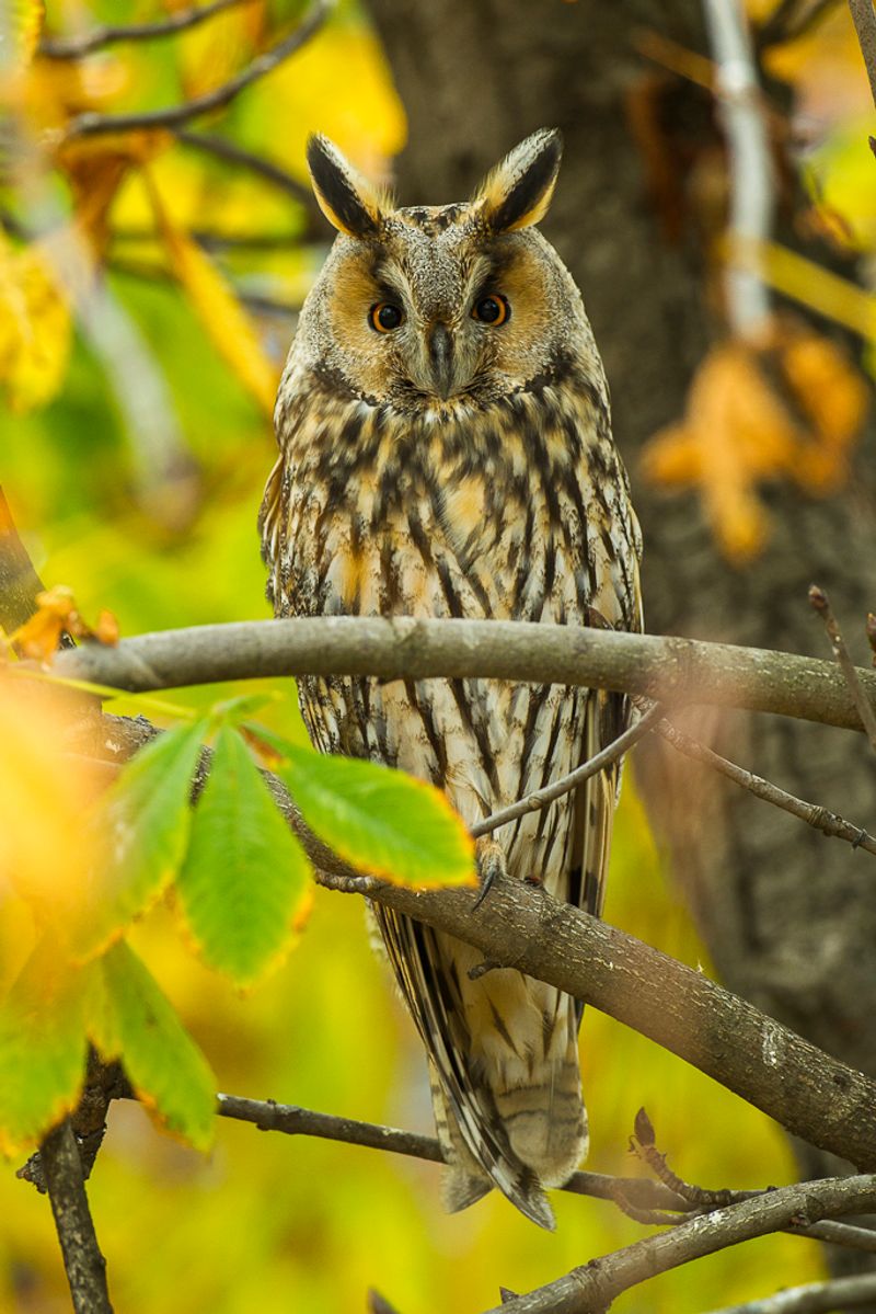 Long-eared_owl__14