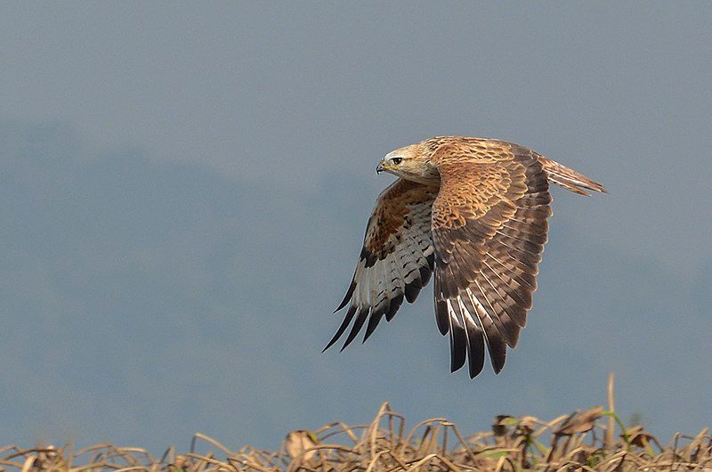 Long-legged_buzzard__21