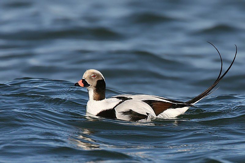 Long-tailed_duck__19