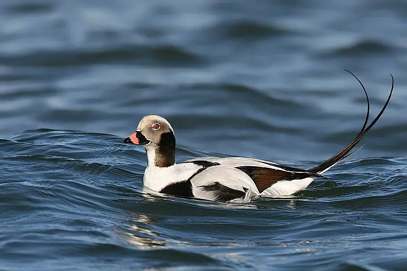 Long-tailed_duck__7