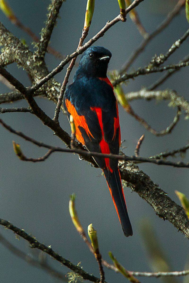 Long-tailed_minivet__13