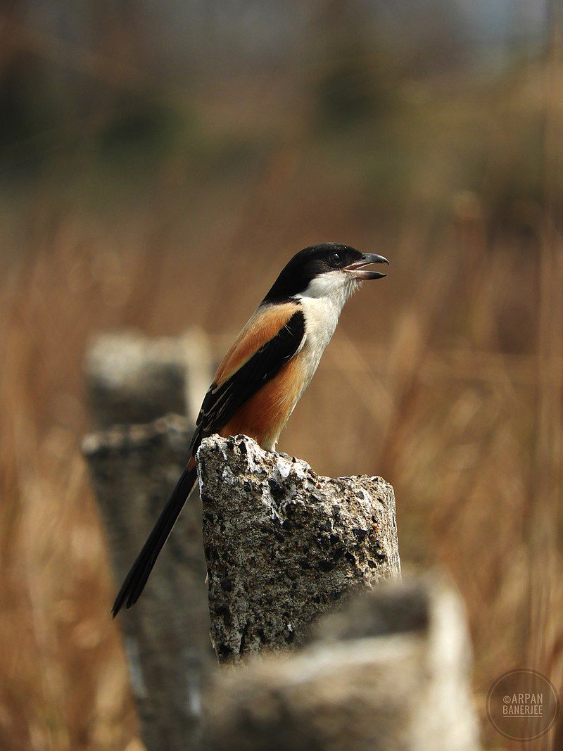 Long-tailed_shrike__11