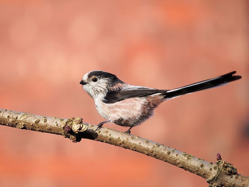 Long-tailed_tit__16