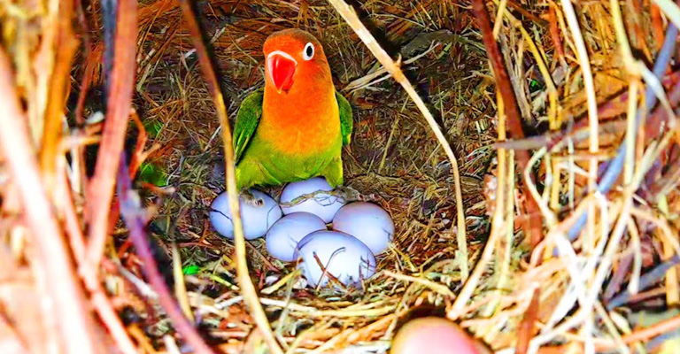 Love Birds Break And Throw Their Eggs