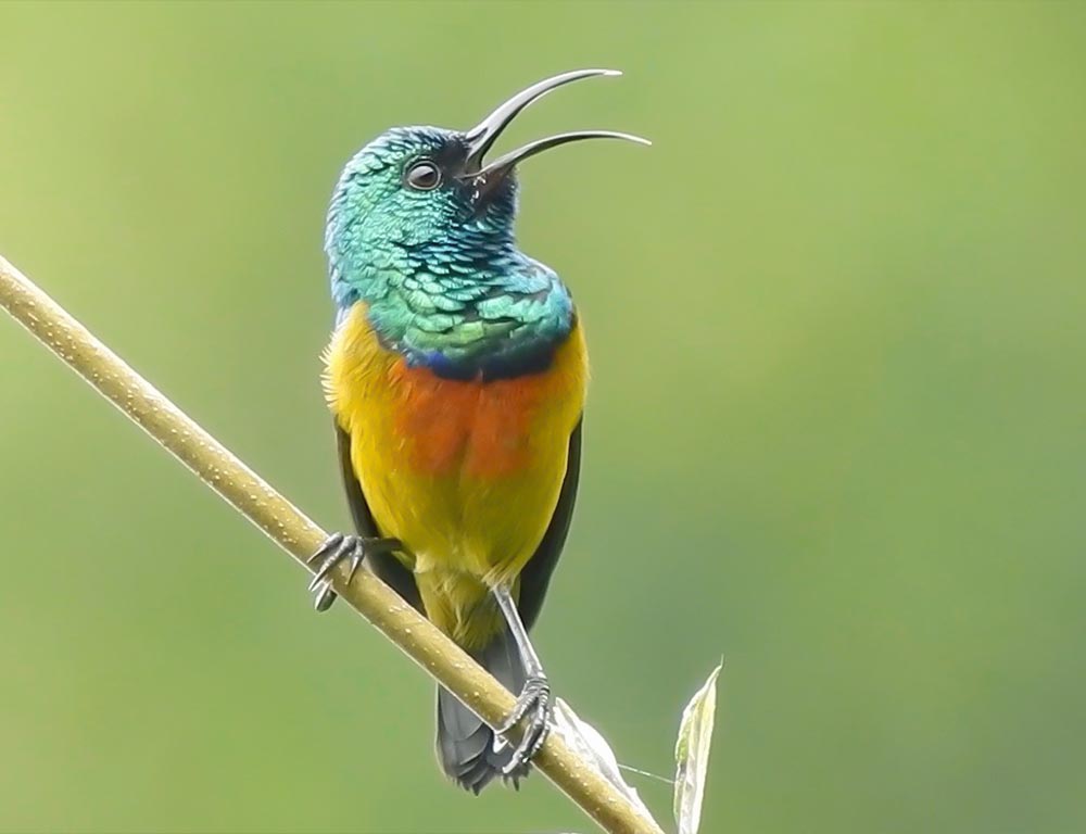 Loveridge's Sunbird