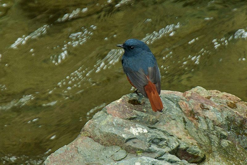 Luzon_water_redstart__9