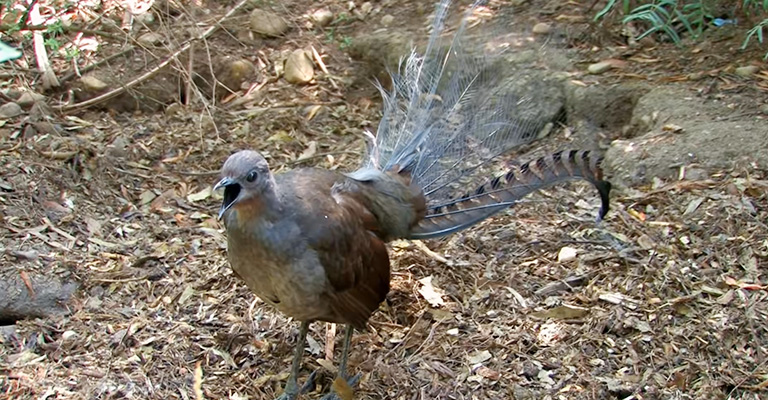 Lyrebirds