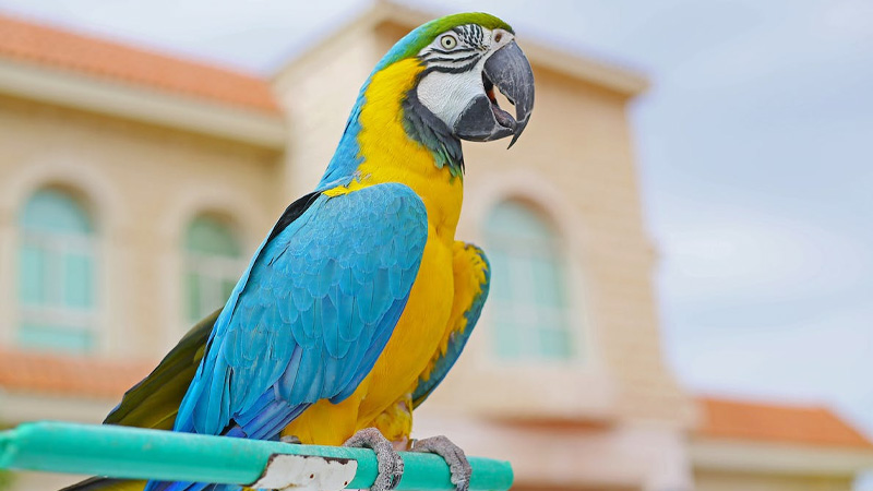 Macaws