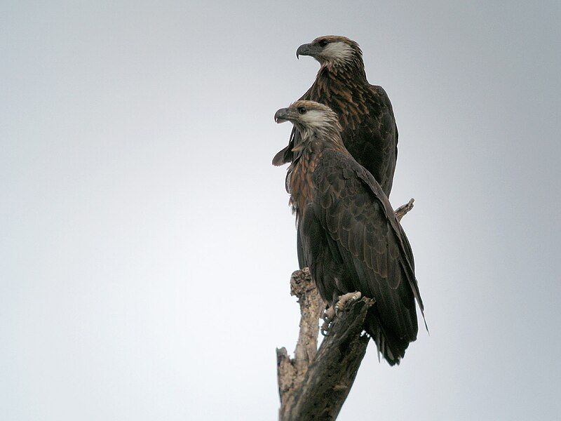 Madagascar_fish_eagle__1