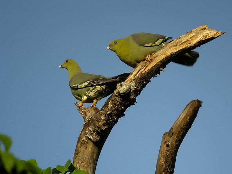 Madagascar_green_pigeon__16