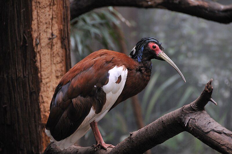 Madagascar_ibis__5